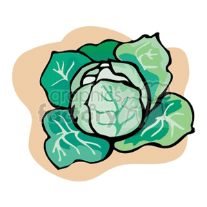 This clipart image features a stylized depiction of a head of cabbage surrounded by its leafy greens. It appears to be a fresh vegetable commonly used in salads and various culinary dishes.
