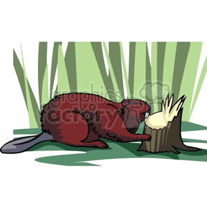 The image depicts a cartoon of a beaver next to a chewed tree stump. The beaver is illustrated in a side profile, with details like its reddish-brown fur, large front teeth, and flat tail visible. The beaver appears to be in the process of gnawing at the tree stump, indicative of the animal's natural behavior of chewing wood to build dams and lodges. The background includes green vertical lines suggesting tall grass or reeds, enhancing the natural, outdoor setting.