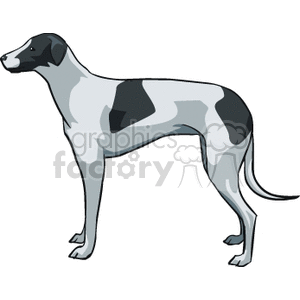 The image depicts a clipart of a greyhound dog. The dog is standing in profile, displaying its slender build and characteristic deep chest, narrow waist, and long, lean legs known to the breed. It has a smooth coat with patches of black over a white or light grey background.