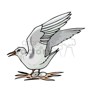 Nesting seagull