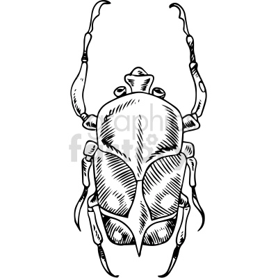 The image is a black and white clipart of a beetle. It shows a front view of the insect with prominent features like its head, thorax, elytra (wing covers), and legs, including its distinctive long antennae.